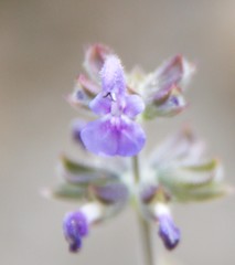 Salvia verbenaca