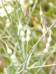 Brassicaceae