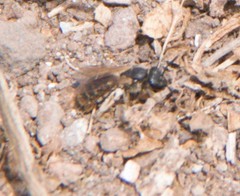 Lasioglossum