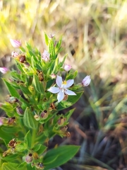 Trembleya phlogiformis