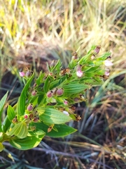 Trembleya phlogiformis