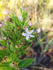 Trembleya phlogiformis