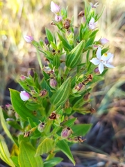 Trembleya phlogiformis