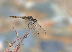 Trithemis arteriosa