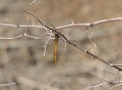 Trithemis arteriosa