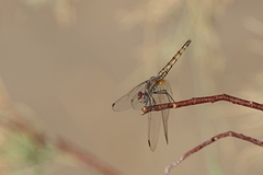 Trithemis arteriosa