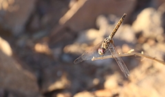 Trithemis arteriosa