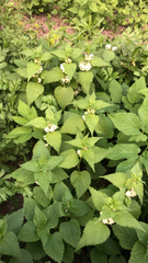 Lamium album