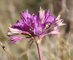 Allium dichlamydeum
