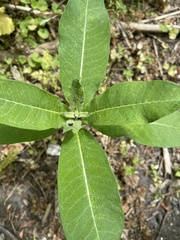 Asclepias syriaca