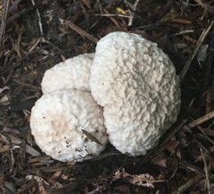 Boletus semigastroideus