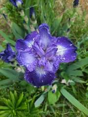 Iris × germanica