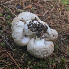 Boletus semigastroideus