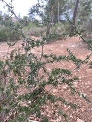 Asparagus acutifolius