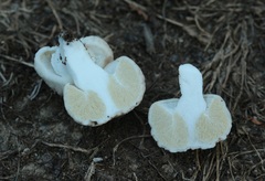 Boletus semigastroideus