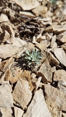 Physaria congesta
