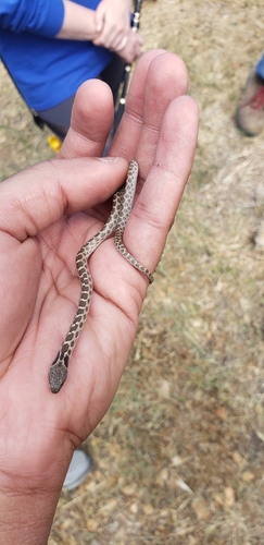 iNaturalist observation photo of Coast Night Snake