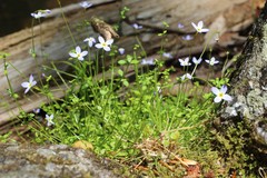 Houstonia serpyllifolia