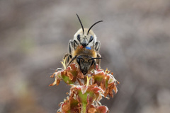 Colletes validus