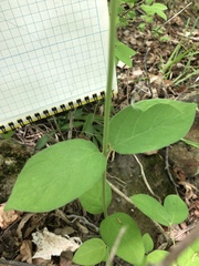 Lonicera hirsuta