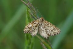 Heliomata glarearia