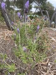 Lavandula dentata