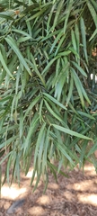 Afrocarpus gracilior