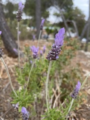 Lavandula dentata