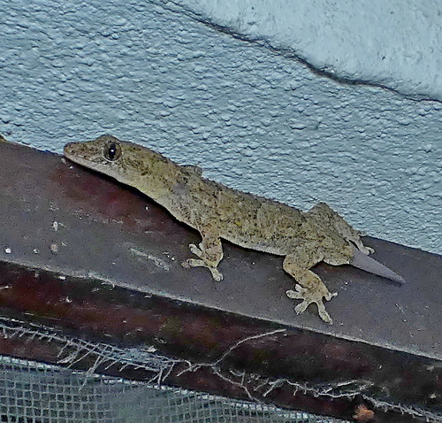 Country Leaf-toed Gecko, Hemidactylus agrius