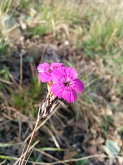 Dianthus seguieri