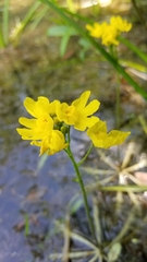 Utricularia inflata