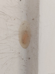 Lepidoptera