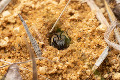 Colletes validus