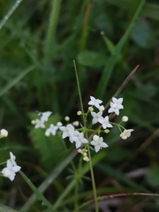 Galium lucidum