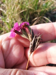 Dianthus seguieri