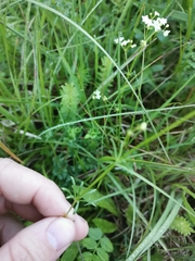 Galium lucidum