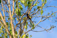 Drepanorhynchus reichenowi