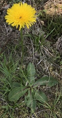 Hypochaeris maculata
