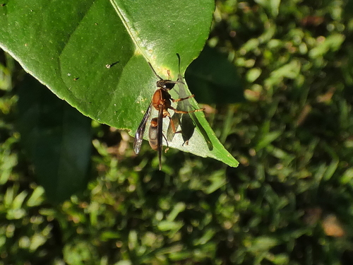 Polybia sericea photo 3
