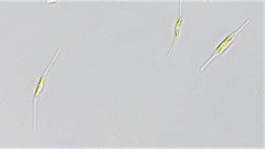 Nitzschia acicularis