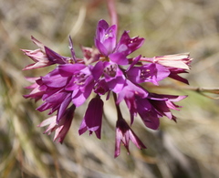 Allium dichlamydeum