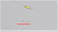 Nitzschia acicularis