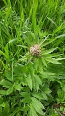 Cirsium oleraceum
