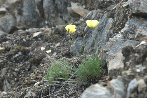 Image of Oreomecon mcconnellii by (c) Syd Cannings, some rights reserved (CC BY)
