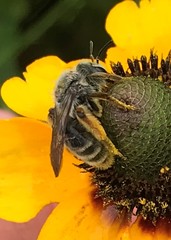 Andrena rudbeckiae