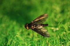 Symphoromyia