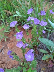 Phacelia strictiflora