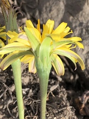Microseris nutans