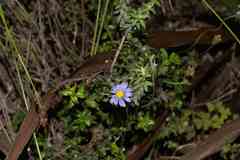 Felicia aethiopica