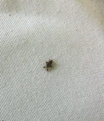 Corythucha juglandis